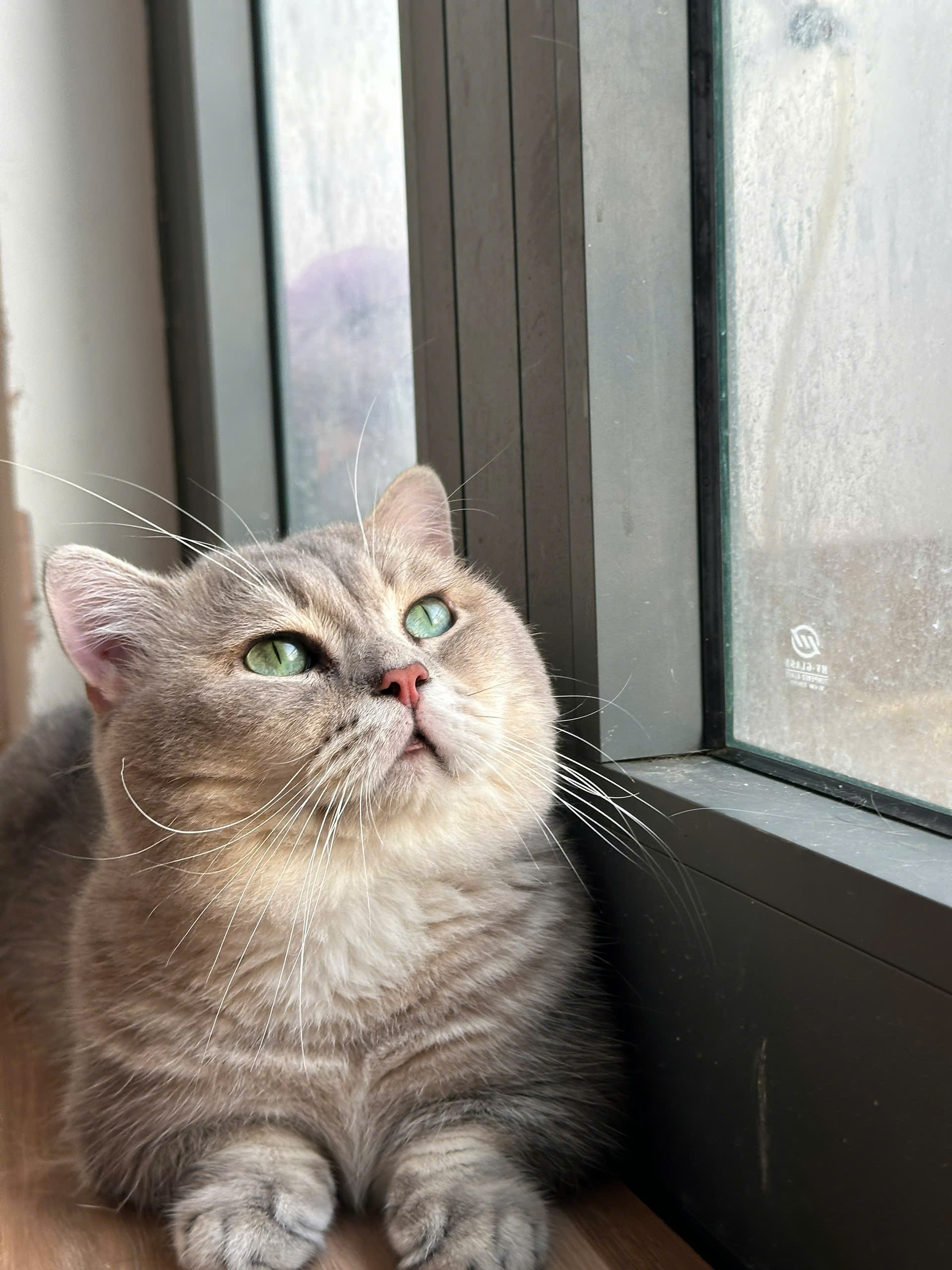 Adorable cat from Meow Farm